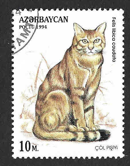 464 - Gato Salvaje Africano