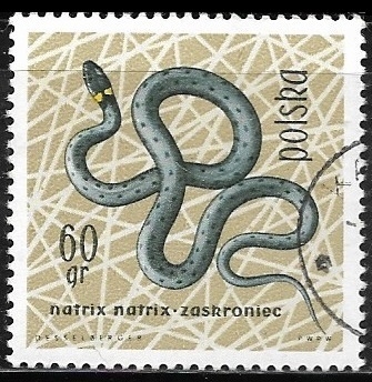 Reptiles - Natrix natrix