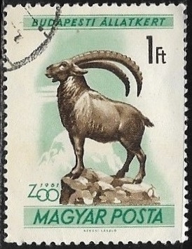 Animales - Capra ibex)