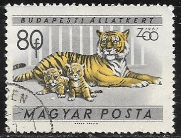 Zoologico de Budapest - Tigre