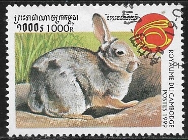 Conejos - Rabbit
