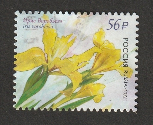 8254 - Flor, Iris vorobievii