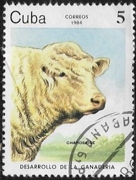 Desarrollo de la ganaderia - Charolais