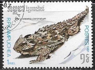 Reptiles - Phrynosoma coronatum
