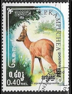 Animales - Capreolus capreolus