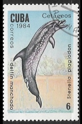 Delfines - Risso's Dolphin