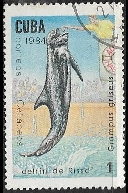 Delfines - Delfin manchado