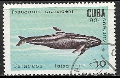 Ballenas - Falsa Orca