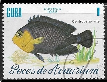 Peces de Aquario - Centropyge argi