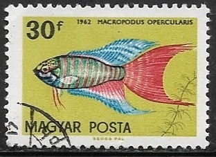 Peces - Macropodus opercularis
