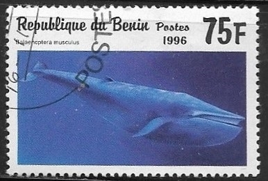 Ballenas - Balaenoptera musculus