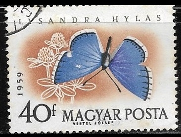 Mariposas - Lysandra hylas