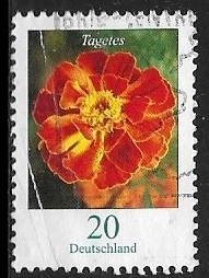 Flores - Tagetes erecta