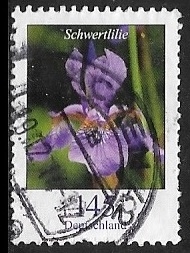 Flores - Sword Lily 