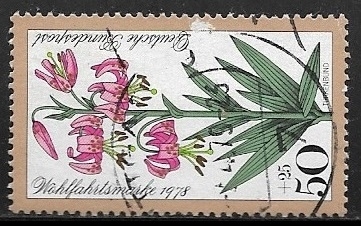 Flores - Turk's cap lily