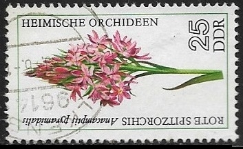 Flores - Pyramidal Orchid 