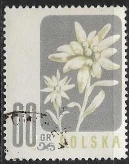 Flores - Leontopodium alpinum