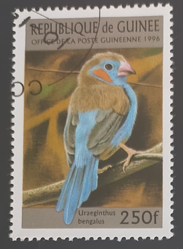 Red-cheeked Cordon-bleu (Uraeginthus bengalus