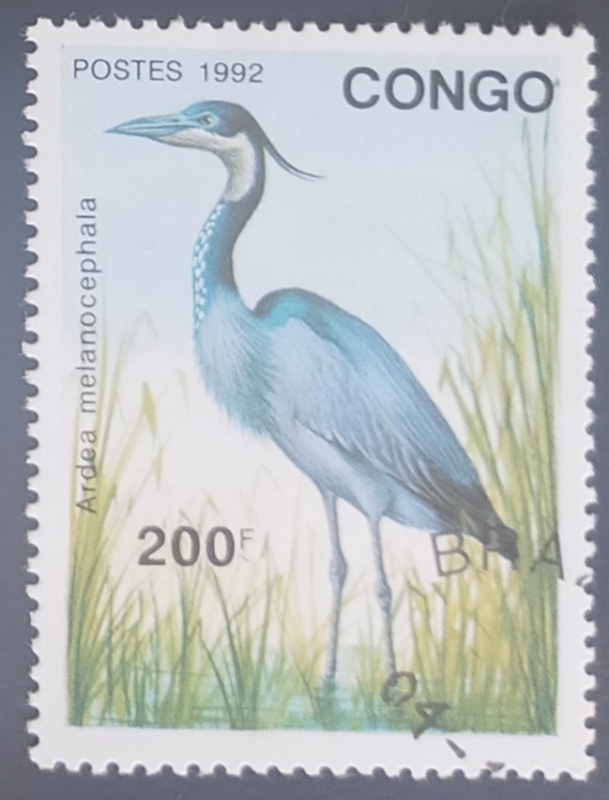 Ardea melanocephala