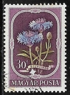 Flores - Centaurea cyanus