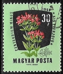 Flores - Centaurium erythraea