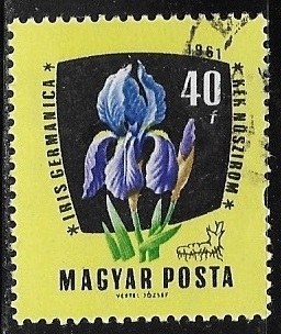 Flores - Iris germanica