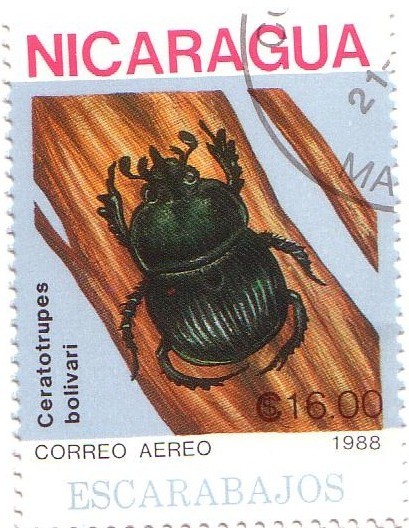 Coleóptero