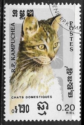 Gatos - Gatos domeesticos