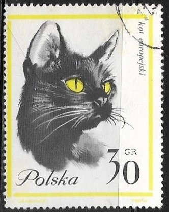 Gatos - European Shorthair Cat 