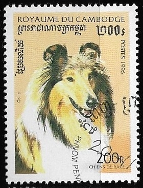Perros de raza -  Border Collie