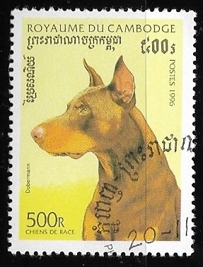 Perros de raza -  Doberman Pinscher