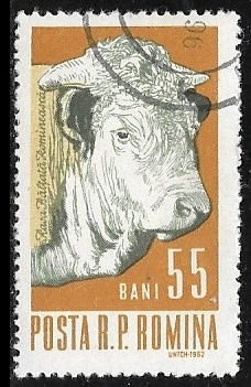 Ganado - Male Cattle