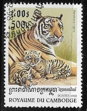 Felinos - Panthera tigris