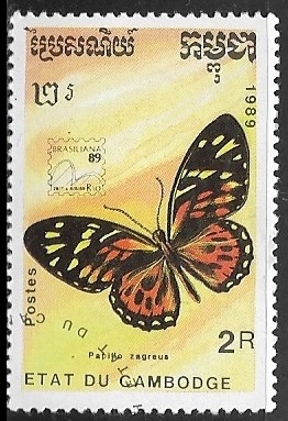 Mariposas - Papilio zagreus