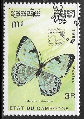 Mariposas - Morpho catenarius
