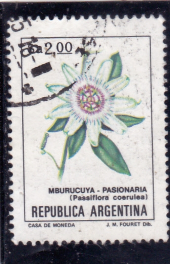 FLORES- pasionaria