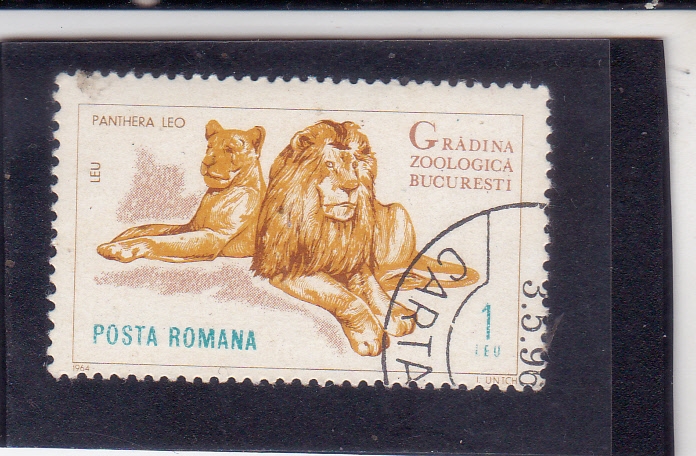 Zoológico de Bucarest-leones
