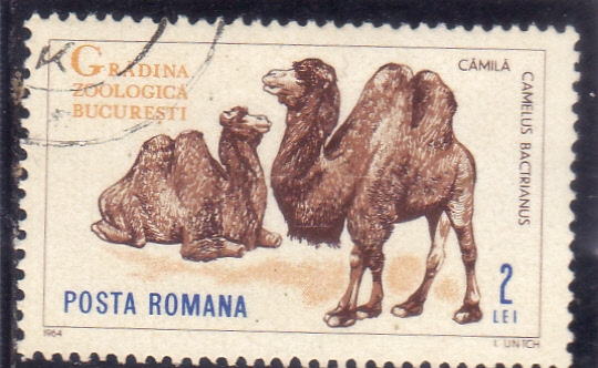 Zoológico de Bucarest-camellos