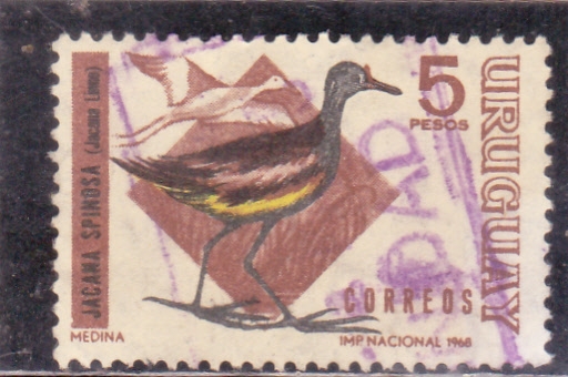 AVE- jacana spinosa
