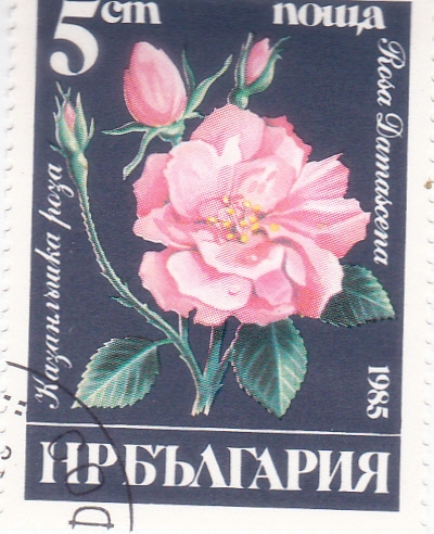 FLORES- rosa