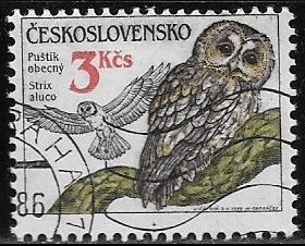 Aves - Strix aluco
