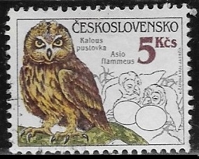 Aves - Asio flammeus