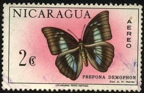 Nicaragua. Mariposa Prepona Demophon.