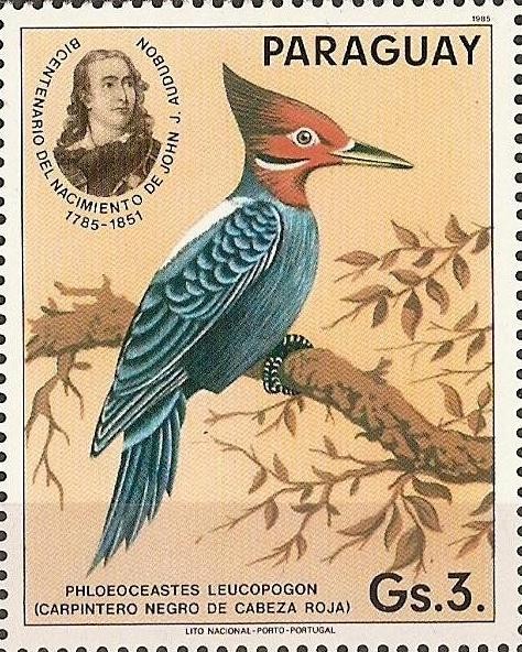 Pajaros Audubon