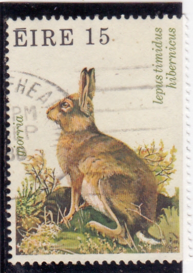 liebre