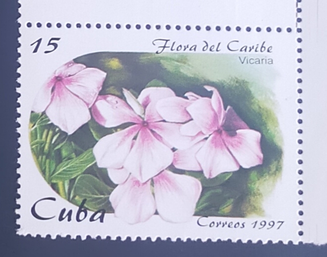 Vicaria (Catharanthus roseus)