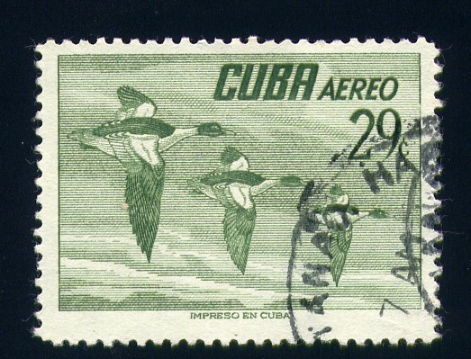 Patos