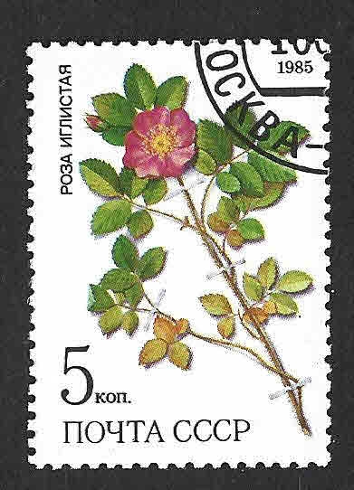5381 - Plantas de Siberia