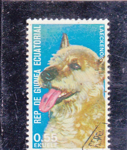 PERRO DE RAZA- Laeckenois