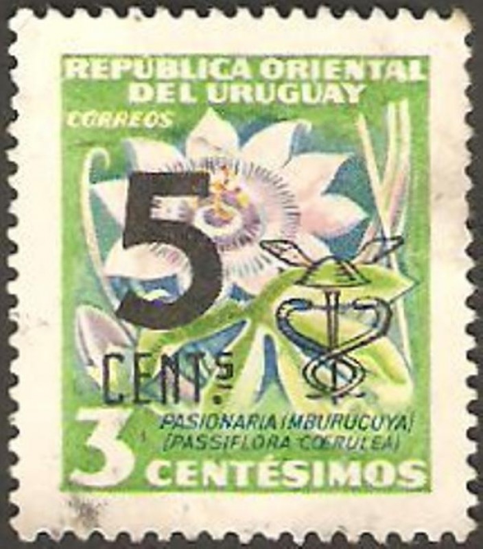flora, pasionaria imburucuya
